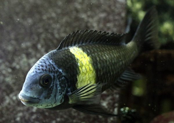 Tropheus duboisi 'Maswa'
